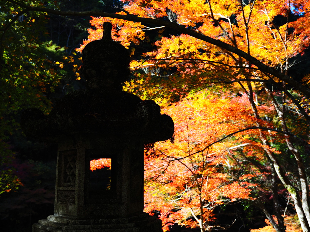 京紅葉2025＿槙尾・西明寺01