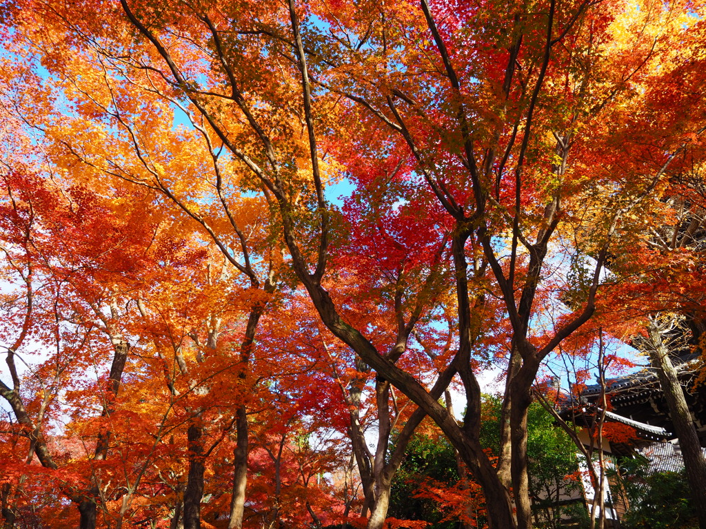 京紅葉2024＿真如堂03　錦秋