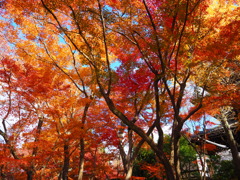 京紅葉2024＿真如堂03　錦秋