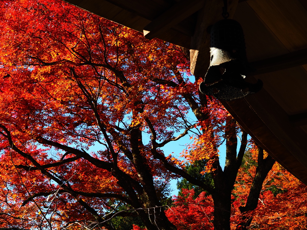 京紅葉2025＿栂尾・高山寺10　風鐸