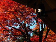 京紅葉2025＿栂尾・高山寺10　風鐸