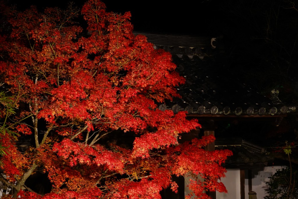 京紅葉2018＿天授庵10