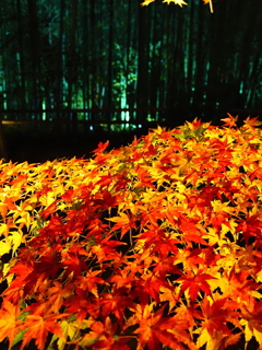 京紅葉2025＿嵐山・鹿王院夜の特別拝観07　紅葉と竹林Ⅲ