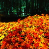 京紅葉2025＿嵐山・鹿王院夜の特別拝観07　紅葉と竹林Ⅲ