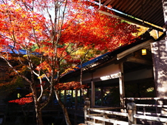 京紅葉2025＿京北・常照皇寺09