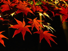 京紅葉2025＿嵐山・鹿王院夜の特別拝観04　夜もみじ
