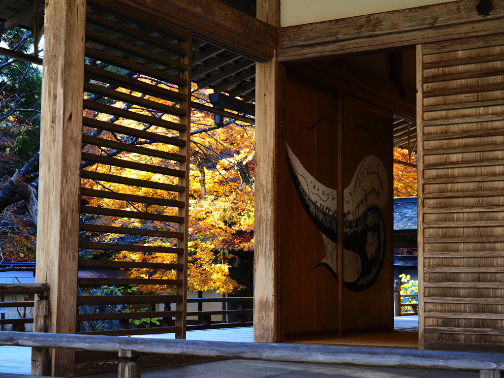 京紅葉2025＿京北・常照皇寺10　襖絵と黄葉