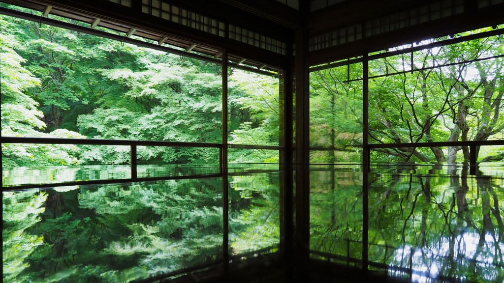 瑠璃光院_青もみじ01