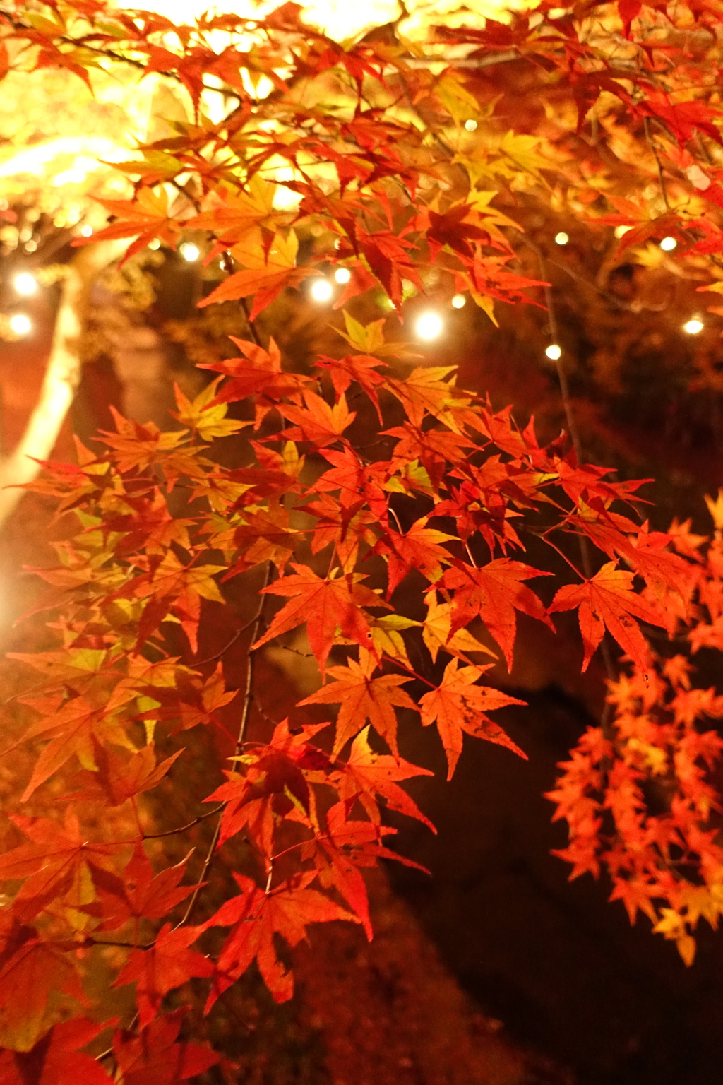 京紅葉2016　北野天満宮もみじ苑_13