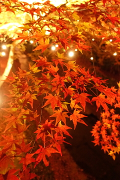 京紅葉2016　北野天満宮もみじ苑_13