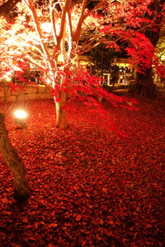 京紅葉2016　北野天満宮もみじ苑_15