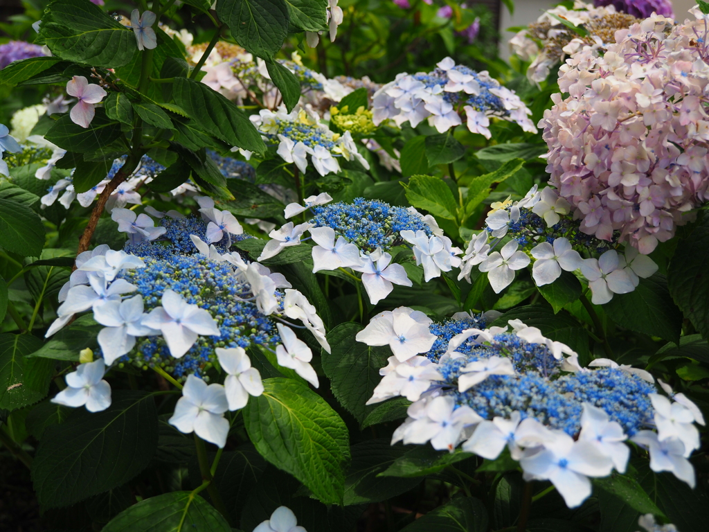 藤森神社 紫陽花苑05