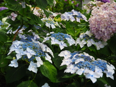藤森神社 紫陽花苑05