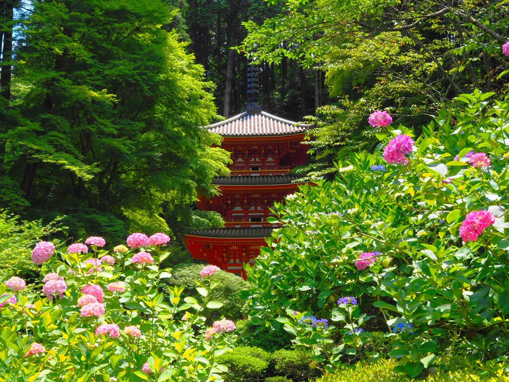 岩船寺あじさい03