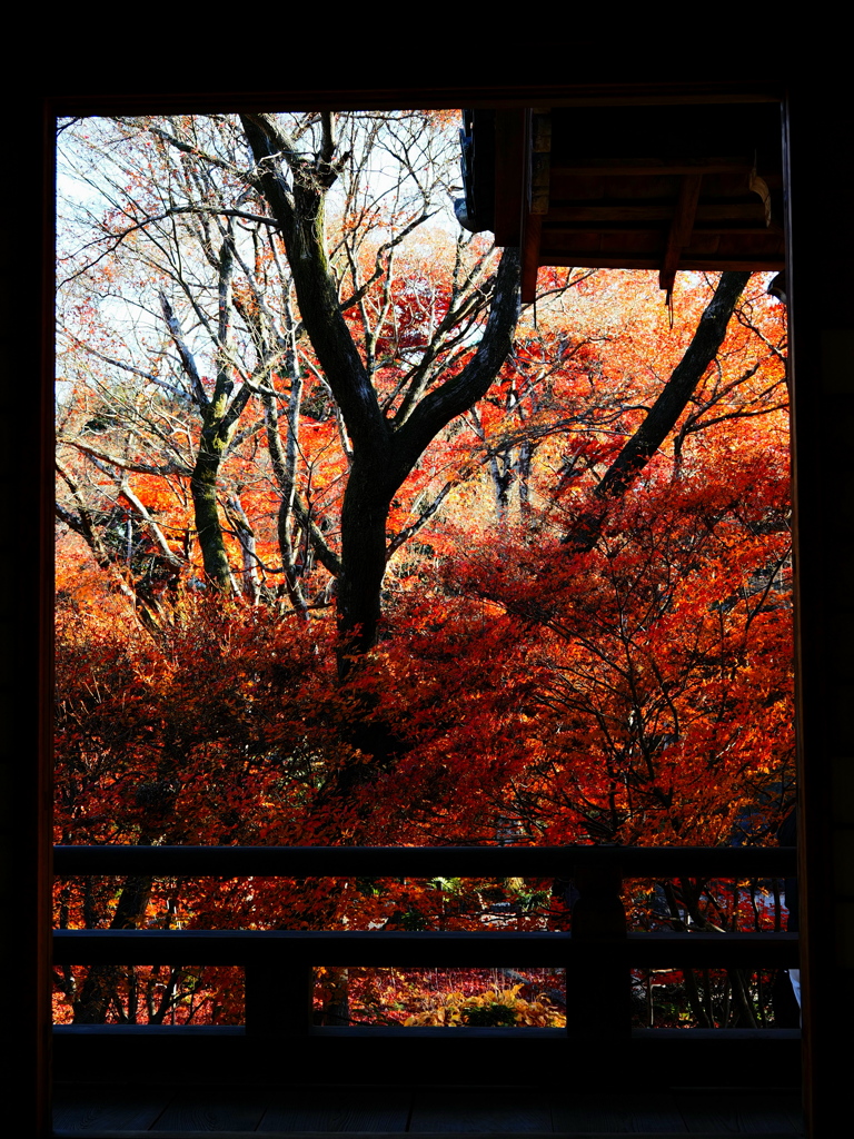 京紅葉2025＿嵐山・宝筐院05　20分後