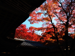 京紅葉2025＿槙尾・西明寺08