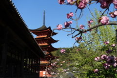 厳島神社・五重塔の春