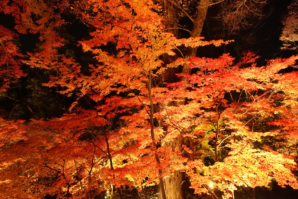 京紅葉2016　北野天満宮もみじ苑_05