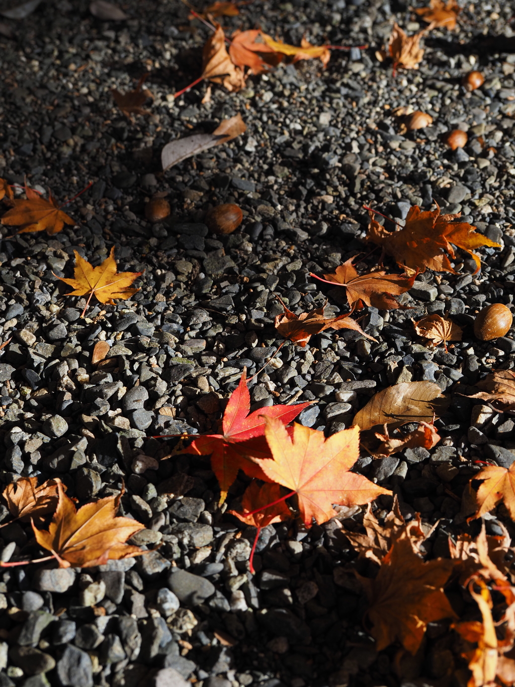 滋賀紅葉2025＿葛川・地主神社02　秋の落とし物