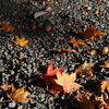 滋賀紅葉2025＿葛川・地主神社02　秋の落とし物
