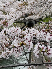 桜_琵琶湖疏水Ⅱ