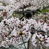桜_琵琶湖疏水Ⅱ