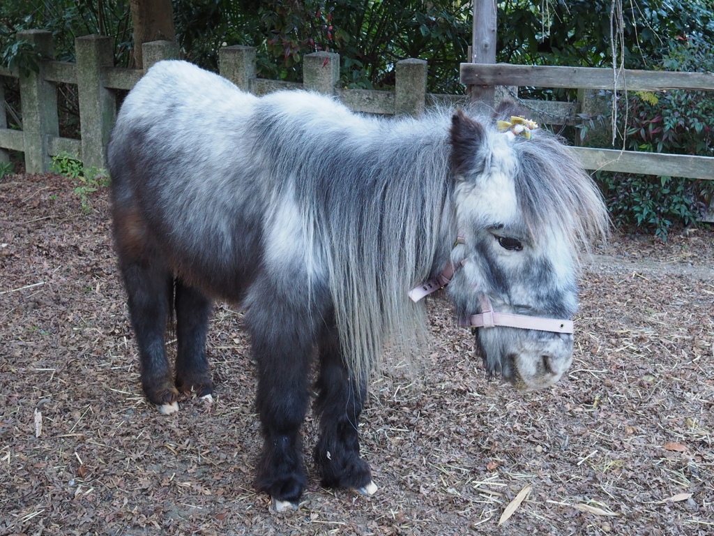 こちらはまちがいなくうまでできています