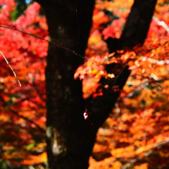 京紅葉2025＿栂尾・高山寺09　蜘蛛の糸