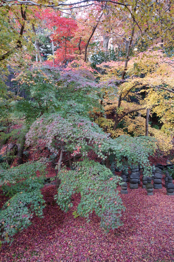 京紅葉2013＿実相院06 － 多彩