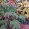 京紅葉2013＿実相院06 － 多彩