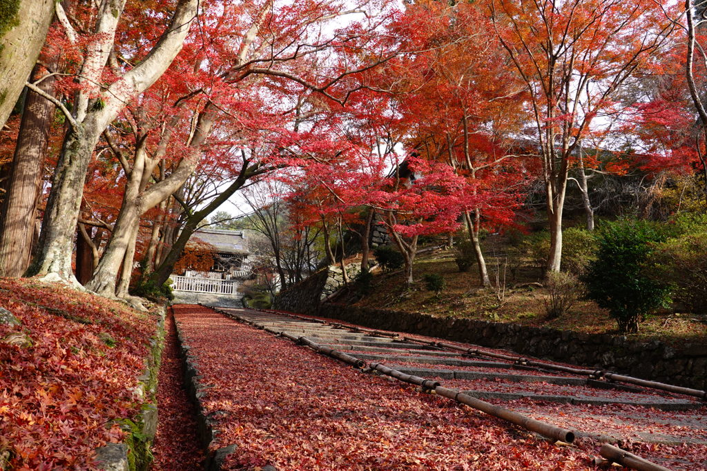 京紅葉2018＿毘沙門堂門跡04　敷きもみじ３