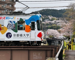 桜_京阪