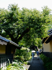 夏の小布施＿栗の小径