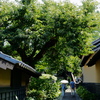 夏の小布施＿栗の小径