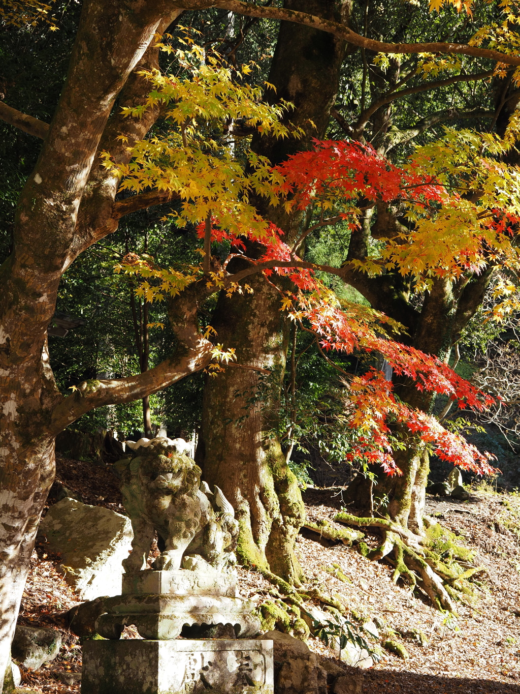 滋賀紅葉2025＿葛川・地主神社01　秋の狛犬