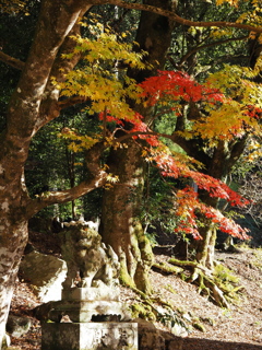 滋賀紅葉2025＿葛川・地主神社01　秋の狛犬