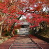 京紅葉2018＿毘沙門堂門跡07　勅使門