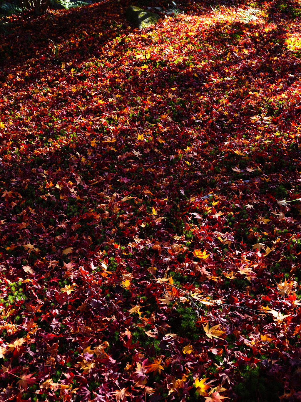 京紅葉2025＿嵐山・宝筐院01　もみじのじゅうたん