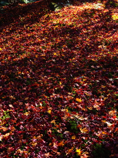 京紅葉2025＿嵐山・宝筐院01　もみじのじゅうたん