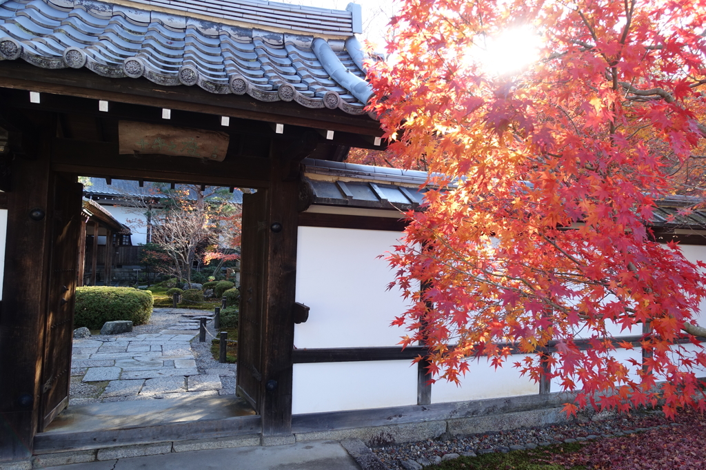 京紅葉2015＿圓光寺03　十牛之庭門前