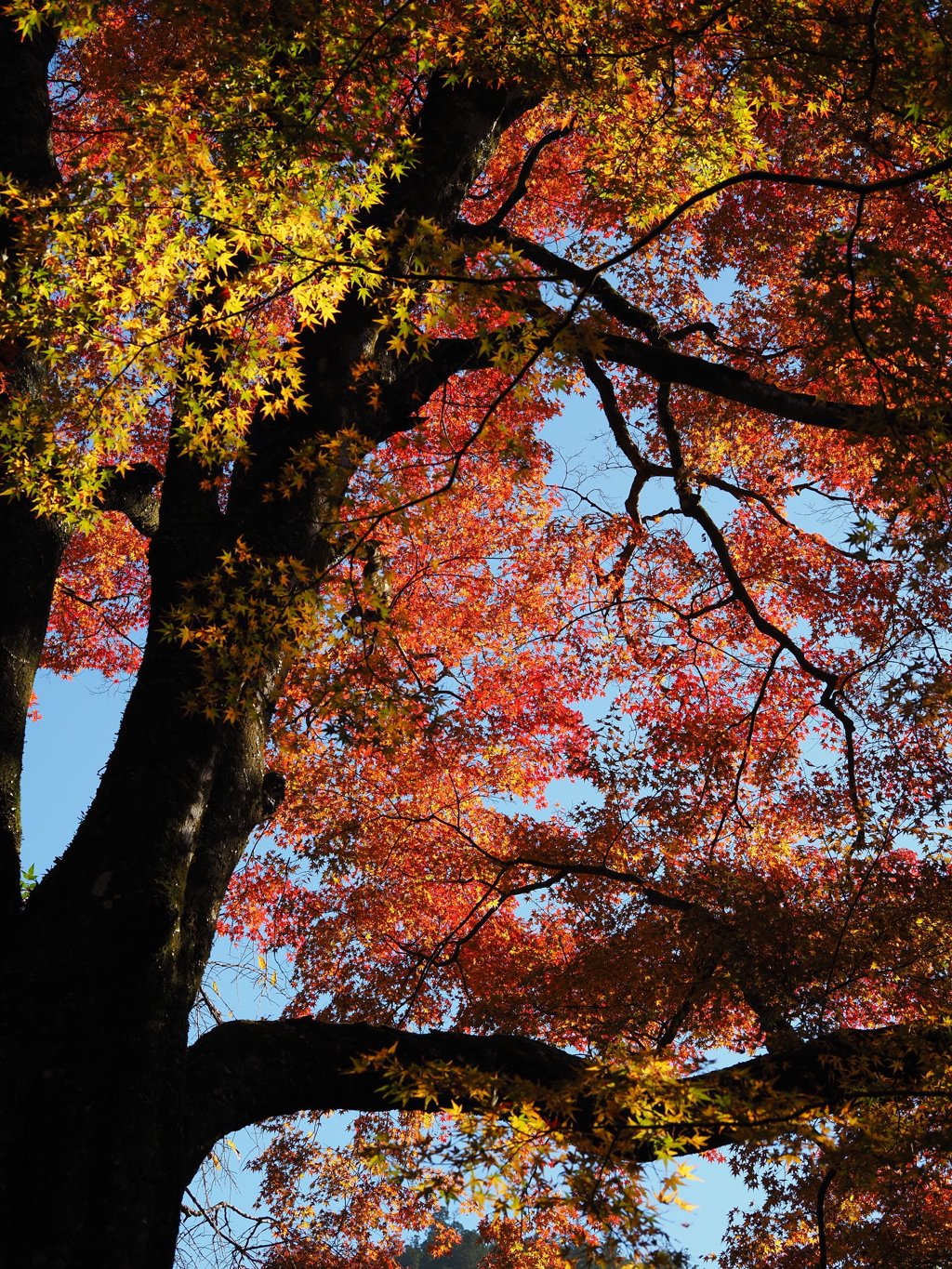 京紅葉2025＿栂尾・高山寺01