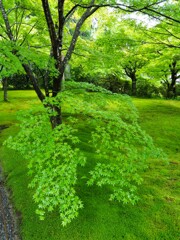 三千院青もみじ