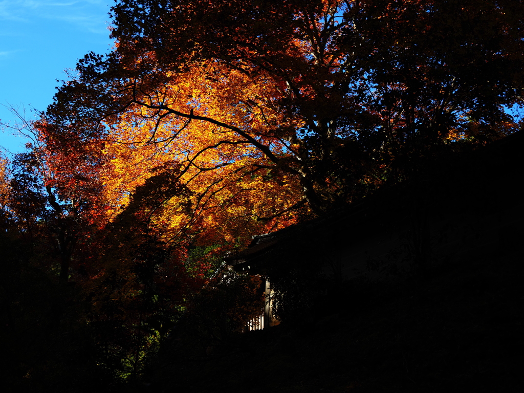 京紅葉2025＿京北・常照皇寺01