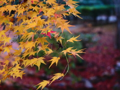 京紅葉2025＿洛西・浄住寺05