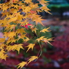 京紅葉2025＿洛西・浄住寺05