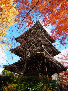 京紅葉2024＿真如堂04　三重塔を囲む　