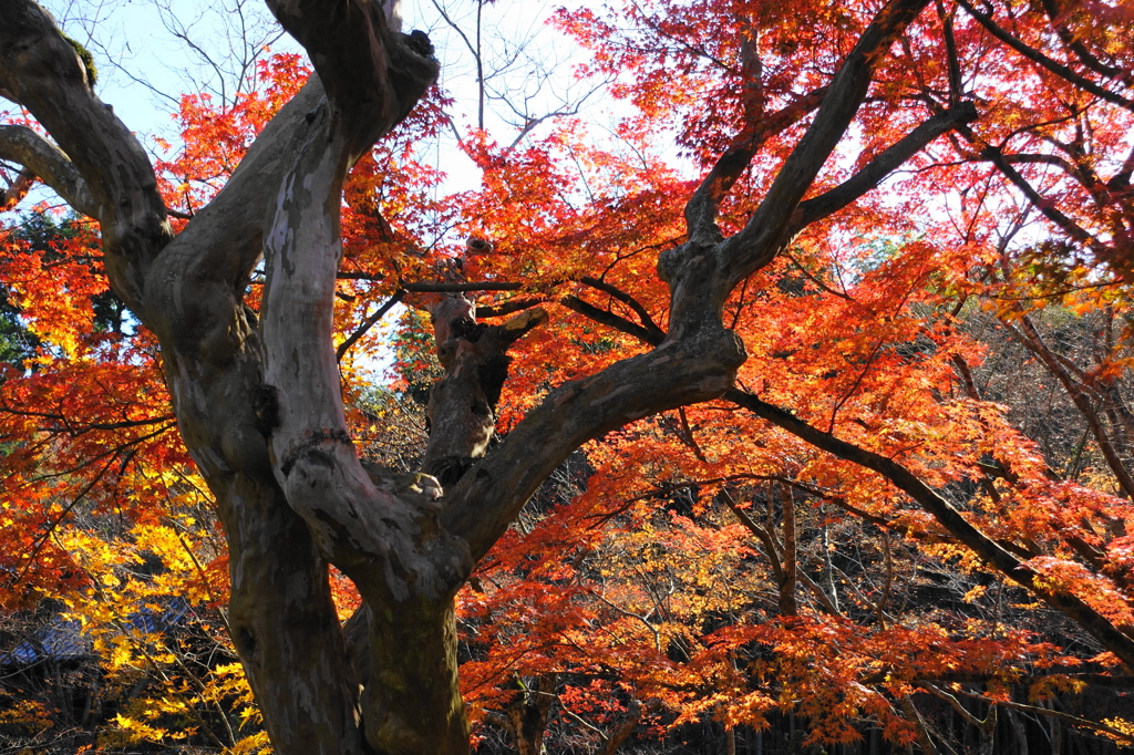 京紅葉2015＿圓光寺20