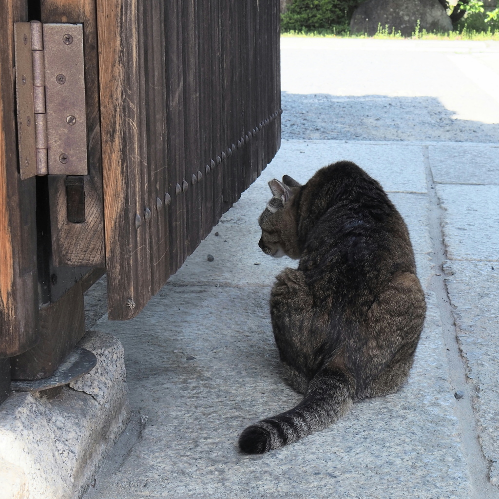 門前のねこ　覗く