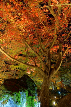 京紅葉2015＿宝厳院15