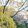 京紅葉2015＿圓光寺08　黄葉